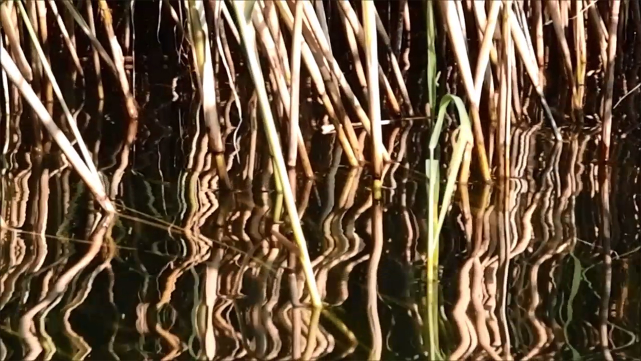 2020-08-16 Licht Reflexe (am Stechlinsee) (Fieldrecording Video)